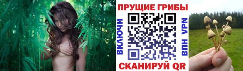 Псилоцибиновые грибы ЛСД  Купить где  Краснокамск 